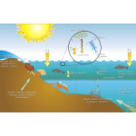 Graphics of eutrophication process scheme